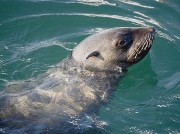 Seal