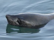 South African Cape Fur Seal (sea lion) Simon's Town South Africa © 2006 Steve Ogden