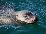 Seal swimming in Simon's Town Harbour, South Africa