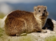 South African Rock Hyrax in the Cape of Good Hope Reserve, South Africa © 2006 Steve Ogden
