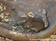 Striped mouse in south African garden © Steve Ogden