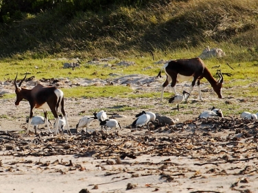Bontebok and Sacred Ibis feeding on a beach in the Cape of Good Hope Reserve, Cape Peninsular, South Africa