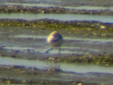 Chestnut-banded Plover (Charadrius pallidus) veiwed at datance from Geelbek Hide, Langebaan Lagoon
