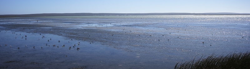 Langebaan Lagoon mud flats, West Coast National Park, South Africa