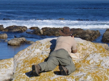 Photographing Africa Black Oystercatchers in the Cape Of Good Hope Reserve, South Africa