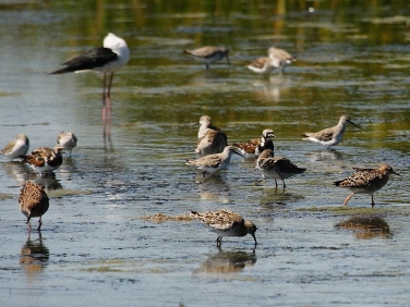 Waders feeding at Langebaan Lagoon, West Coast National Park, South Africa