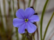 Blue South African flower on the rocky slopes of Hottentots Holland mountains, South Africa © 2006 Steve Ogden