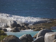 African Penguin Colony, Boulders Beach, Simons Town, Cape Peninsular, South Africa