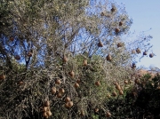 Cape Weaver Bird nests, Darling Farmlands, South Africa