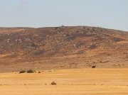 Darling Farmlands, South Africa