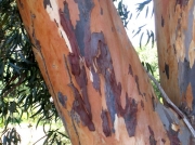 Eucalyptus tree bark - Darling farmlands, South Africa