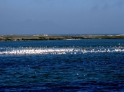 Flocks of Greater Flamingo at Strandfontein, Cape Town, South Africa