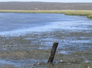 Flooding tide at Langebaan Lagoon, West Coast National Park, South Africa © Steve Ogden