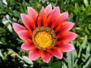 Flowering Protea, Cape Peninsular, South Africa