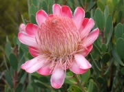 Flowering Protea, Fynbos, Cape Peninsular, South Africa