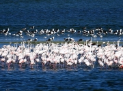 Greater Flamingo at Strandfontein, Cape Town, South Africa