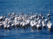 Greater Flamingos wading in water at Strandfontein, Cape Town, South Africa