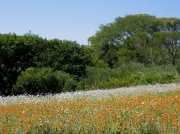 Flower meadows in Kirstenbosch National Botanical Gardens, Cape Town