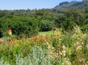 Flower borders, Kirstenbosch National Botanical Gardens, Cape Town, South Africa