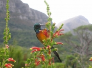 Orange-breasted Sunbird in Kirstenbosch National Botanical Gardens, Cape Town