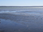 Langebaan Lagoon mud flats, West Coast National Park, South Africa