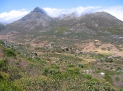 Mountain Fynbos on the Cape Peninsular, South Africa