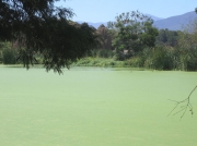 Paarl Bird Sanctuary near Cape Town, South Africa