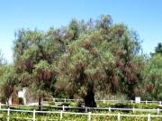 Pepper tree in grounds of Groote Post winery, South Africa