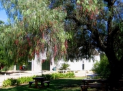 Pepper tree overhanging picnic tables at Groote Post winery, in the Darling Hills, South Africa