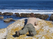 Photographing Africa Black Oystercatchers in the Cape Of Good Hope Reserve, South Africa