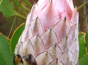 Protea flower head, Cape Peninsular, South Africa