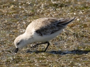 Sanderling feeding on Langebaan Lagoon, West Coast National Park, South Africa