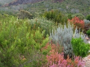 Slopes of Table Mountain, Kirstenbosch National Botanical Gardens, Cape Town, South Africa