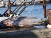 Tuna caught by anglers with rod and line on the port quay at Simon's town, South Africa © 2006 Steve Ogden