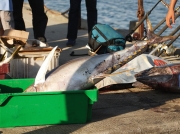 Large tuna caught by angler on the quay at Simon's town, Cape Peninsula, South Africa © 2006 Claire Ogden