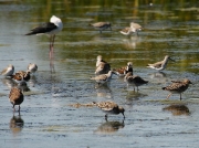 Waders feeding at Langebaan Lagoon, West Coast National Park, South Africa