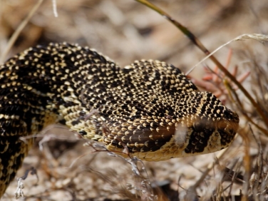 Puff Adder - on the move in the Cape of Good Hope Reserve, South Africa