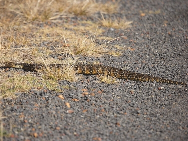 Puff Adder stretched across road in the Cape of Good Hope Reserve, South Africa