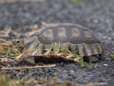 Tortoise - Cape of Good Hope, South Africa