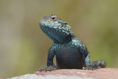 South African reptiles