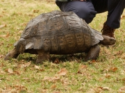 Large South African tortoise  © Steve Ogden