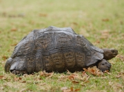 South African Tortoise
