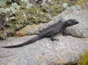 lizard