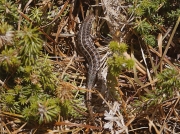 lizard