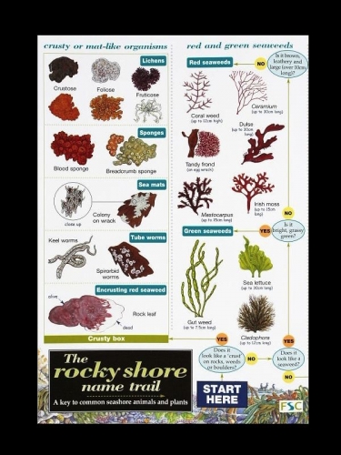 The Rocky Shore Name Trail