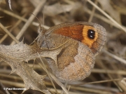 Autumn-Ringlet-butterfly-Erebia-neoridas-D0001