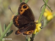 Autumn-Ringlet-butterfly-Erebia-neoridas-D0002