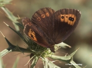 Autumn-Ringlet-butterfly-Erebia-neoridas-D5090