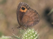 Autumn-Ringlet-butterfly-Erebia-neoridas-D5100