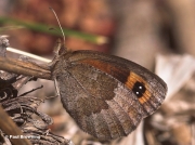 Autumn-Ringlet-butterfly-Erebia-neoridas-D5568